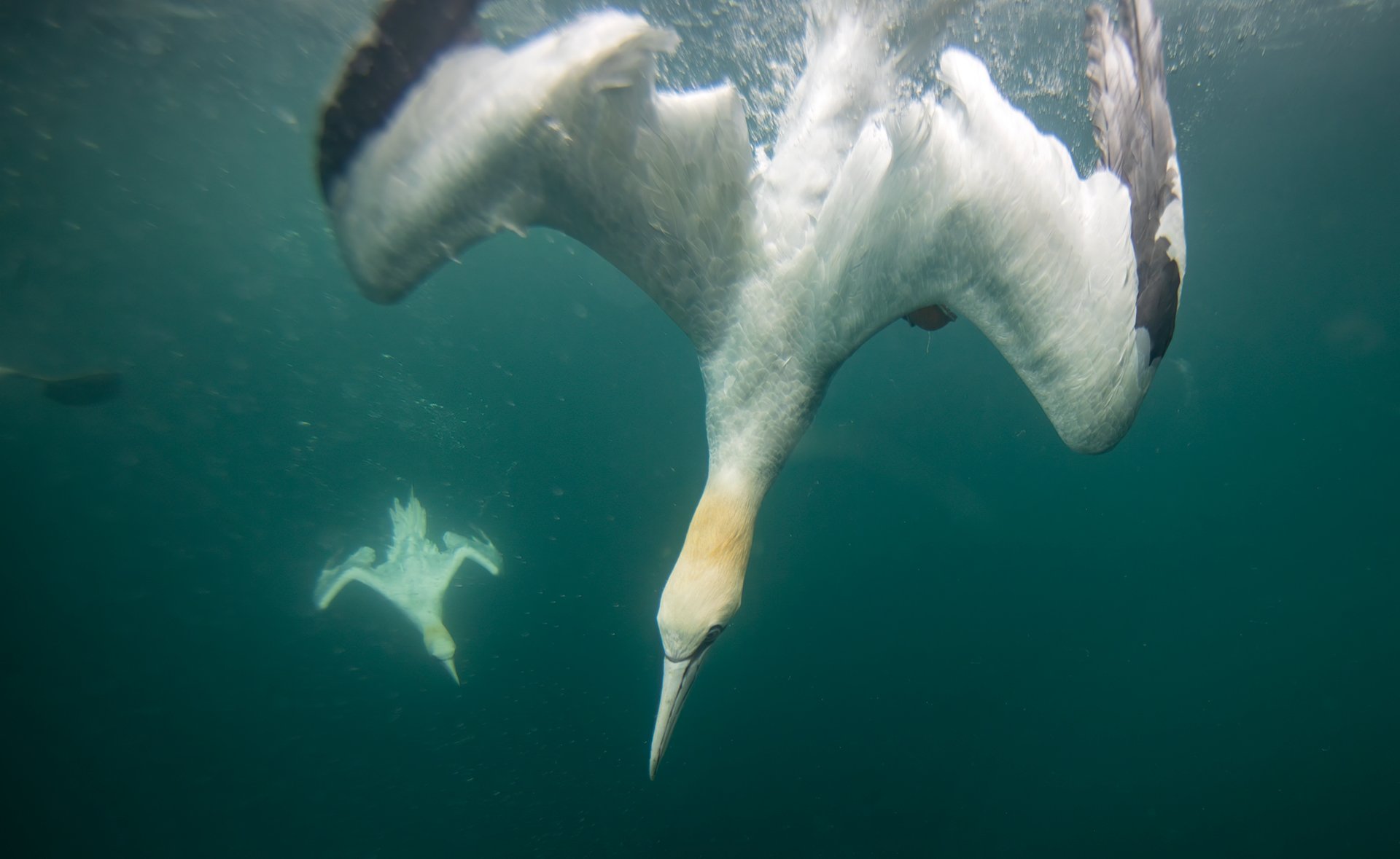 Northern gannet underwater